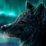 Download Animal Wolf PFP