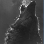 Download Animal Wolf  PFP