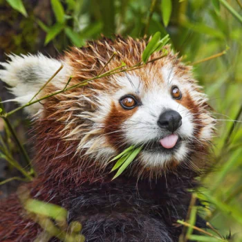 Animal red panda PFP