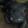 Toothless (How to Train Your Dragon)