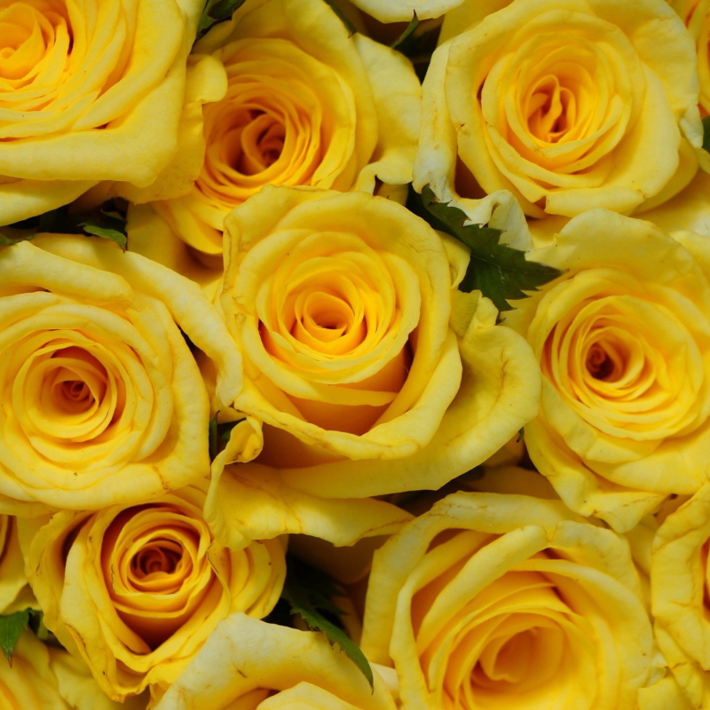Yellow Roses by Malgosia16