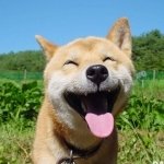 Download Animal Shiba Inu PFP