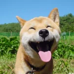 Happy dog