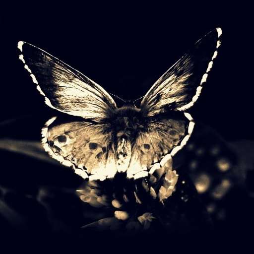 Butterfly Pfp