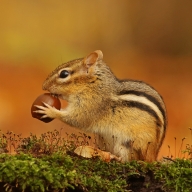 Chipmunk Pfp