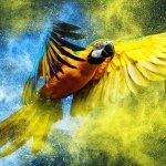 Download Animal Blue-and-yellow Macaw PFP
