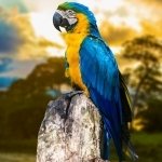 Download Animal Blue-and-yellow Macaw PFP