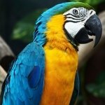 Download Animal Blue-and-yellow Macaw PFP