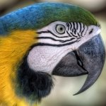 Download Animal Blue-and-yellow Macaw PFP