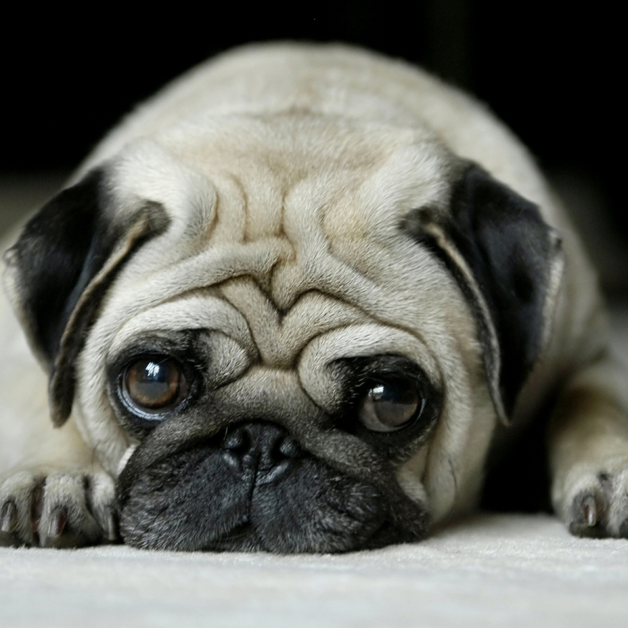 Pug in Waiting