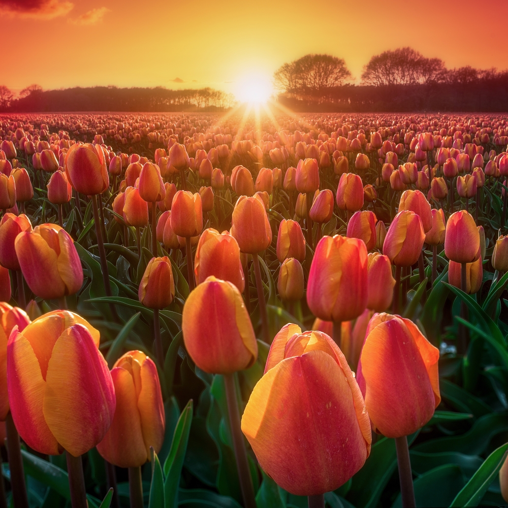 Download Nature Tulip PFP