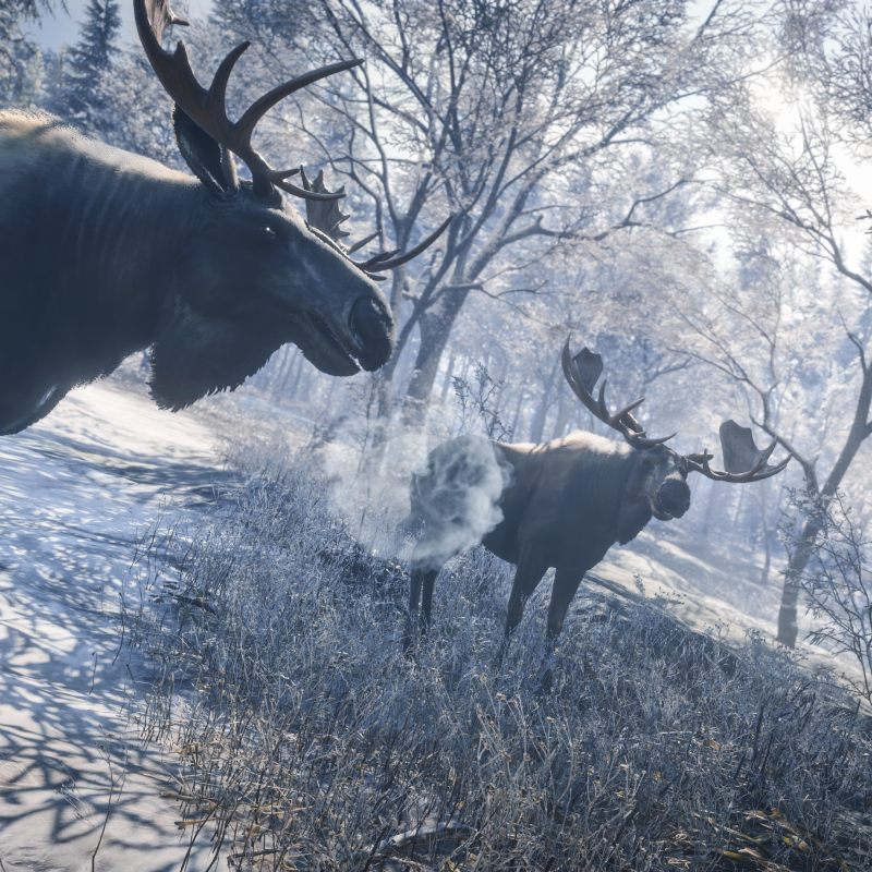 TheHunter: Call of the Wild / Welcome to the Moose Meeting