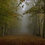 Download Nature Fog PFP