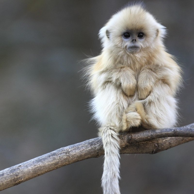 Download Animal Golden Snub-nosed Monkey PFP
