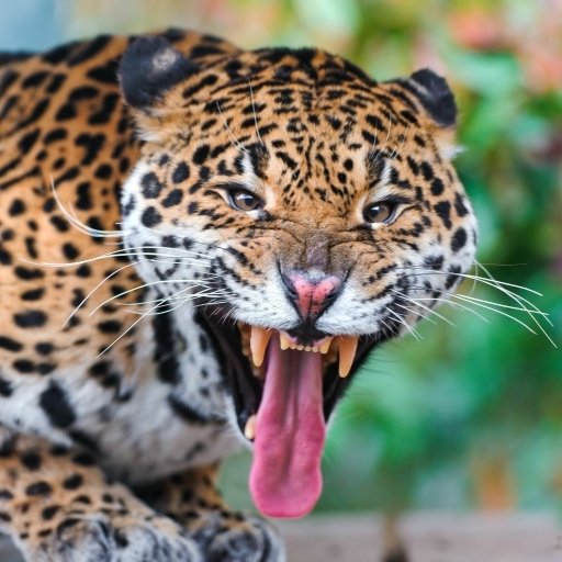 Jaguar PFP