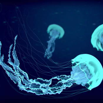 Jellyfish Pfp