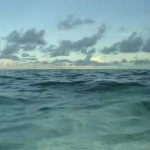 nature ocean PFP