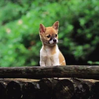 Animal shiba inu PFP