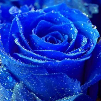 nature rose PFP