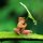 tree frog