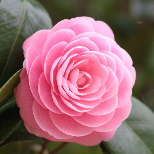 Download Nature Camellia PFP