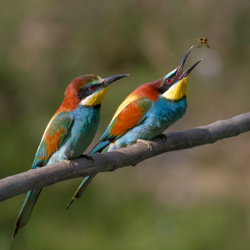 Pair of European bee-eaters in France by Pierre Dalous