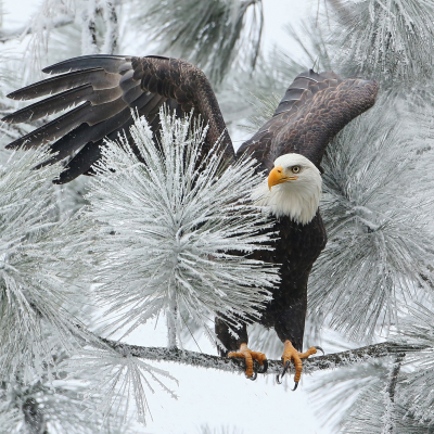 Bald Eagle Sitting on Tree Branch