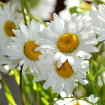 nature daisy PFP