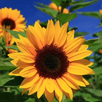 nature sunflower PFP