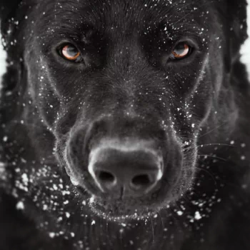 Animal german shepherd PFP