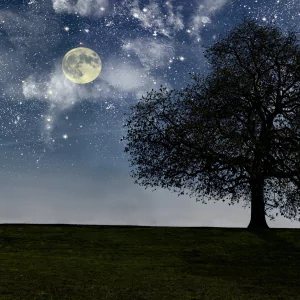 nature moon PFP