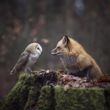 Animal owl PFP
