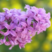 Lilac Pfp