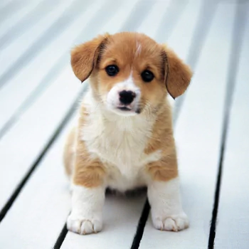 Animal corgi PFP