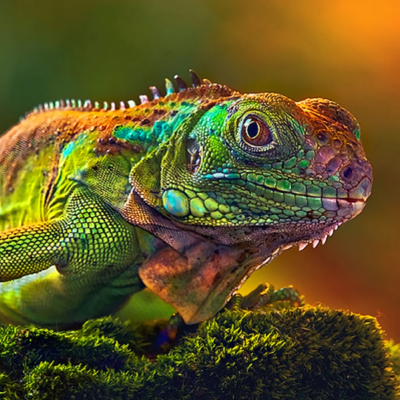 Chameleon on a bed of moss