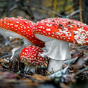 Mushroom Pfp