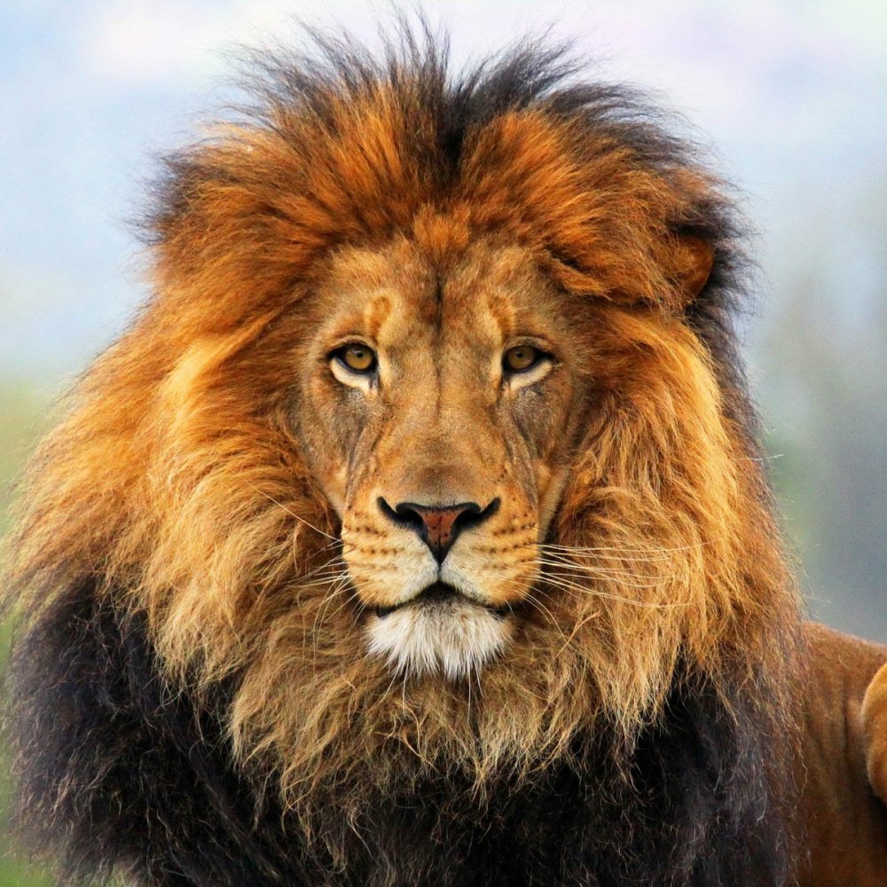 Animal: lion — close-up male lion with full mane and intense gaze, presented as a bold forum avatar/profile photo.
