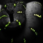 Download Animal Snake PFP