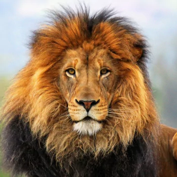 Animal lion PFP