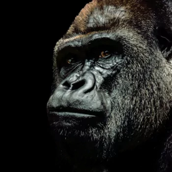 Animal gorilla PFP