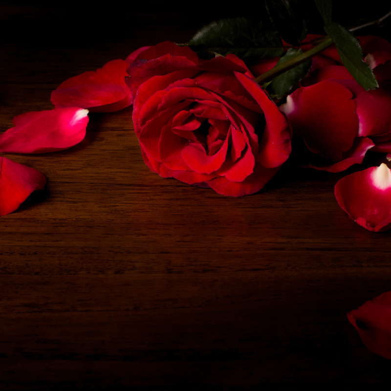Red Rose and Rose Petals