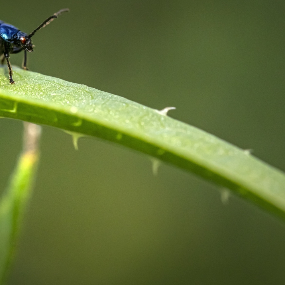 Beetle Pfp by Erik Karits