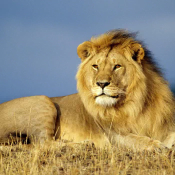 Animal lion PFP