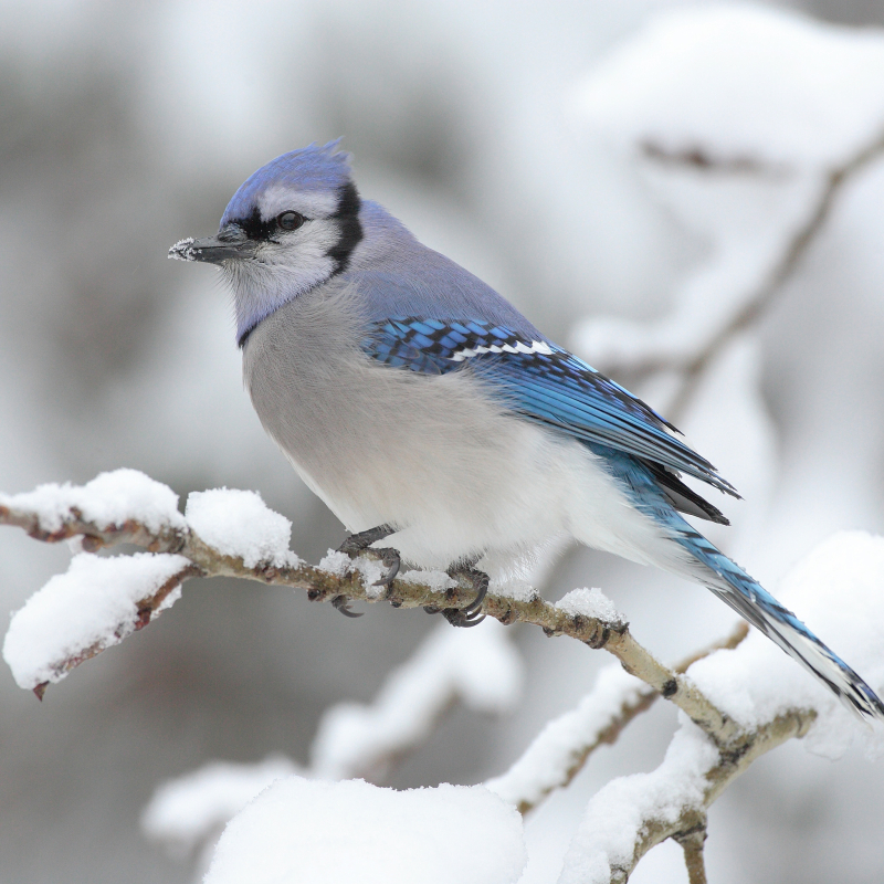 A Blue Jay (Cyanocitta cristata) in Algonquin Provincial Park in Canada by Mdf
