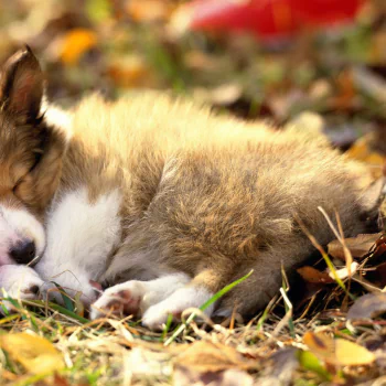 Animal border collie PFP