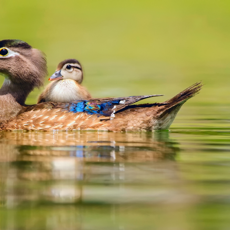 Wood Duck with Duckling
