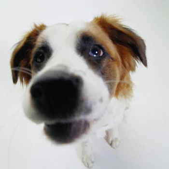 Animal dog PFP