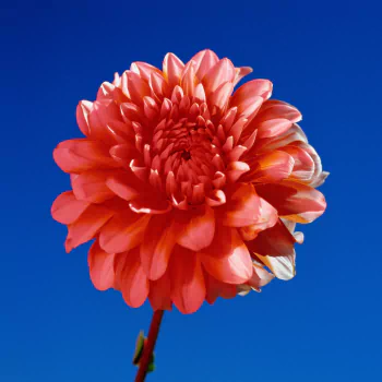 nature flower PFP