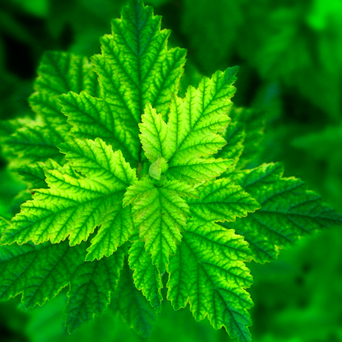 Download Nature Leaf PFP