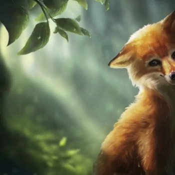  Cute Fox